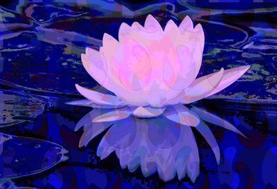 Pink Water Lily by Scott J. Davis